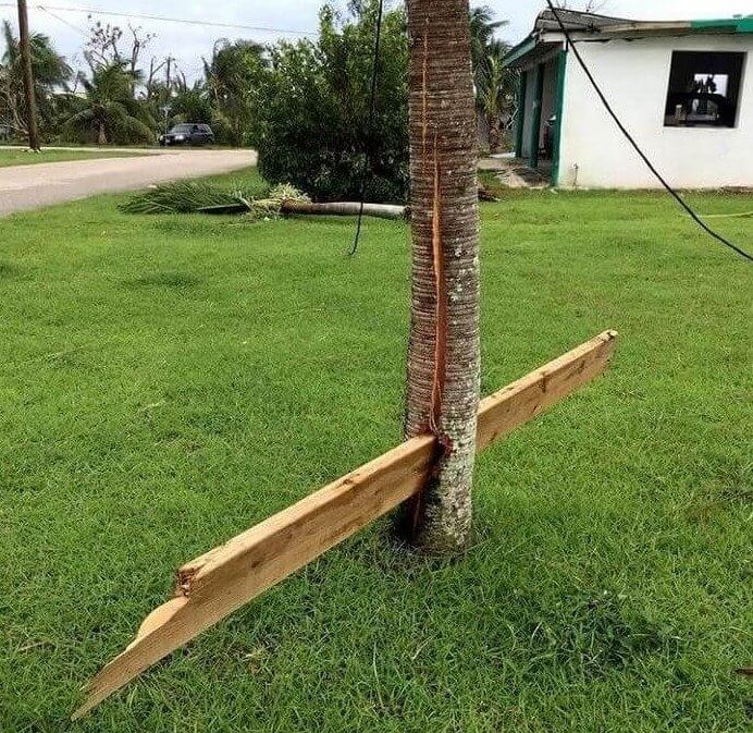 A Hurricane Shot This Piece Of Wood Right Through the Middle of This Tree