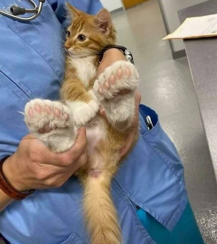 A Kitten With Extra Toes and Giant Paws