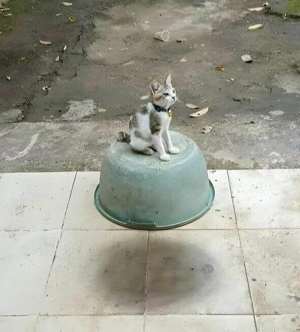 This Cat Clearly Has an Evil Plan to Conquer the World