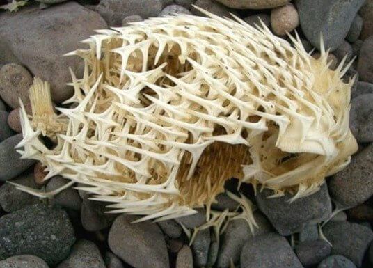 The Skeleton of a Pufferfish