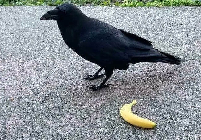 Giant Crow Makes an Average Banana Look Tiny