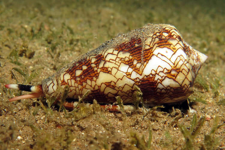 #9 Cone Snail