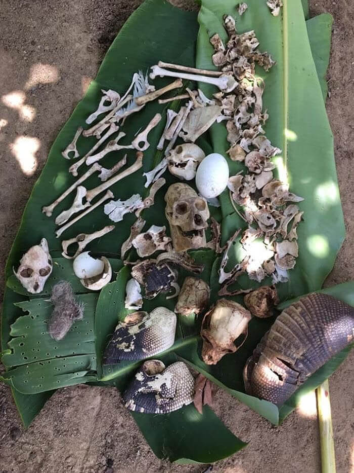 Bones Found In An Eagle's Nest