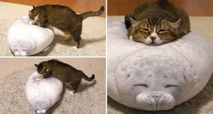 When the Cat Matches Its Bed