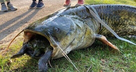 Swallowing a Turtle Whole