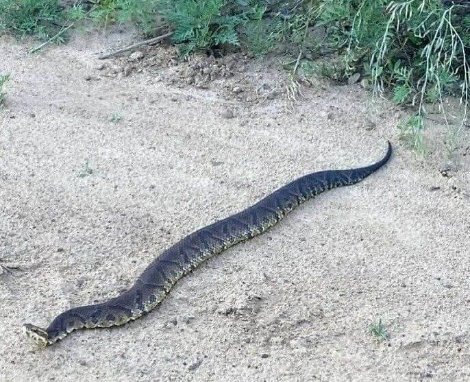 You've Never Seen a Cottonmouth Snake This Thick
