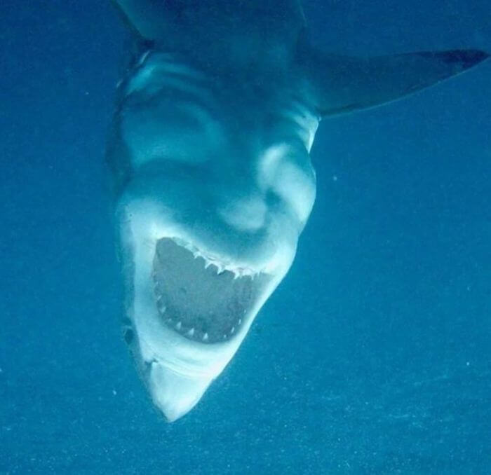 We Thought Sharks Couldn't Get Any Scarier but Then We Saw One Upside Down