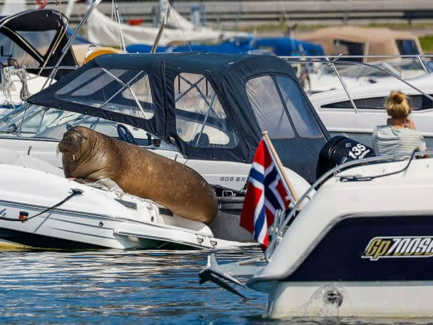 This 900 Kg Sea Lion Sank Boats