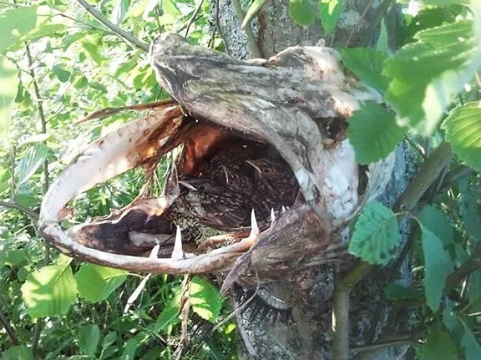 Apparently Anything Can Be a Bird's Nest - Even an Animal Carcass