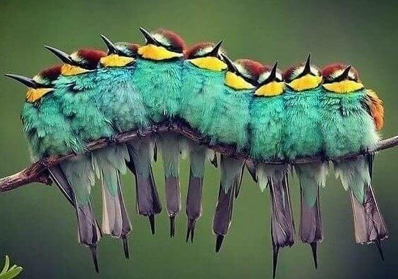 Nothing to See Here, Just an Ordinary Caterpillar