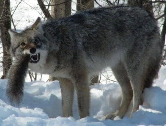 The Coyote and the Squirrel Became One