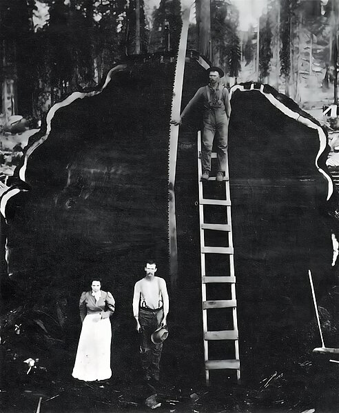 The Two-Person Hand Saw Used Before Chainsaws