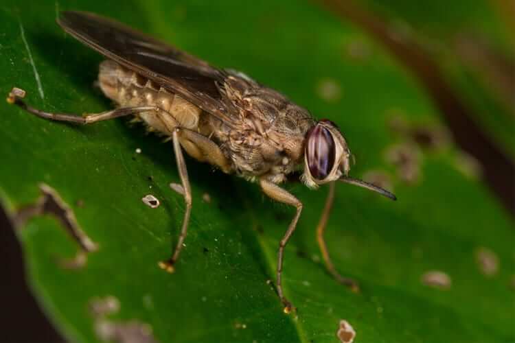 #3 Tsetse Fly