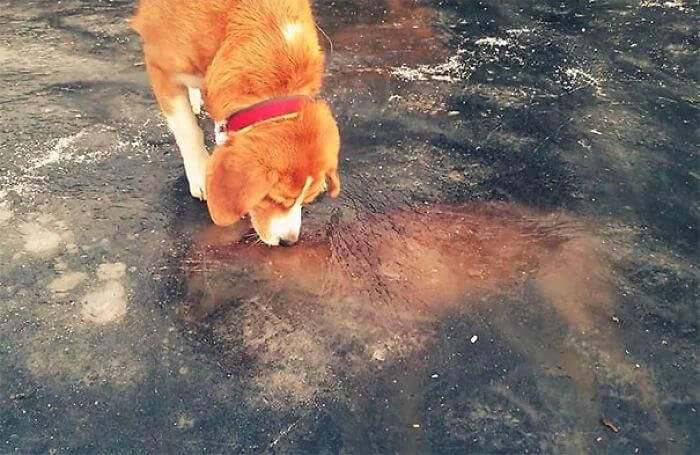 This Dog Spotted a Fox Frozen Underneath the Ice