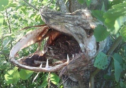 The Perfect Place for a Nest