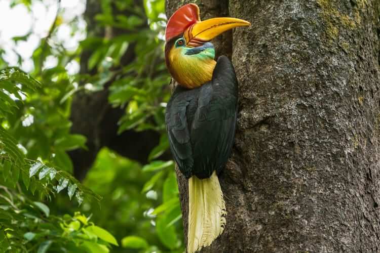 Red-Knobbed Hornbills