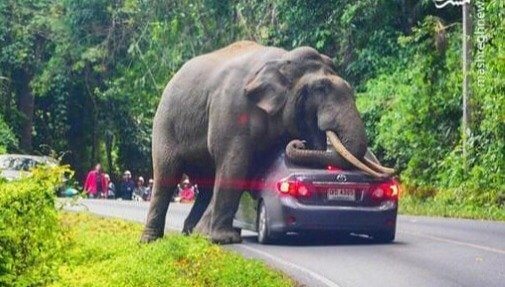 No Match Against an Elephant