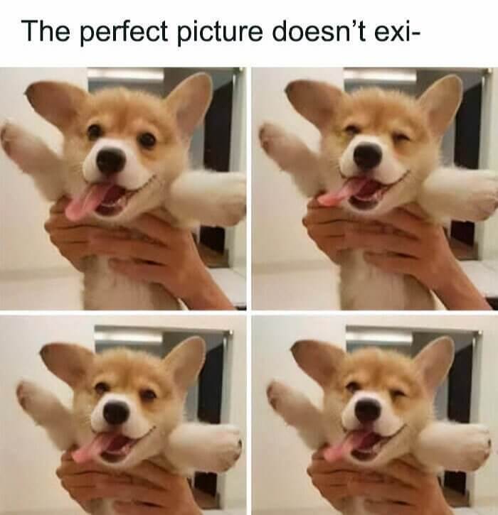 Say Cheese!