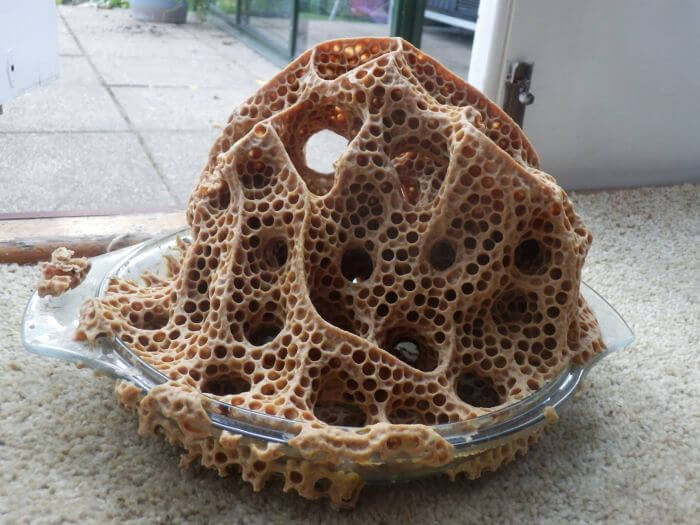 Never Leave a Bowl Outside - The Wasps Will Get to It