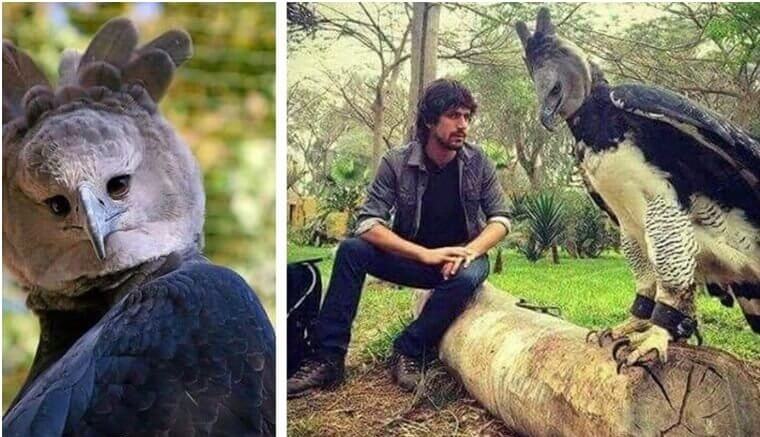 The Human Like Eagle