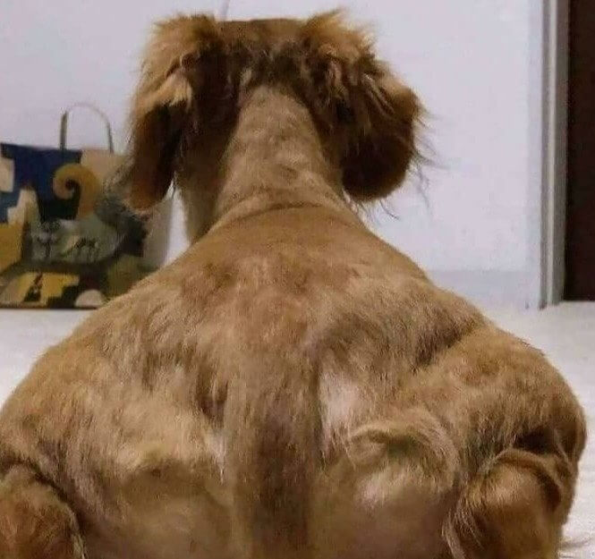Introducing the World's First Bodybuilder Dog