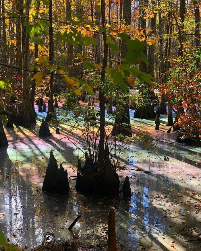 A Magical Rainbow Pool In the Woods