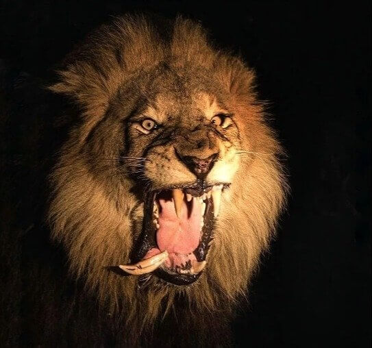The Lion's Tooth