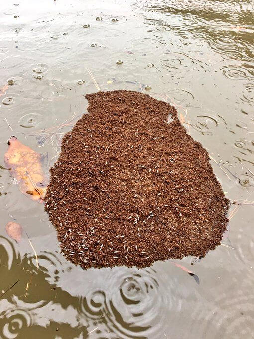 Fire Ants Ride Out a Storm as a Team
