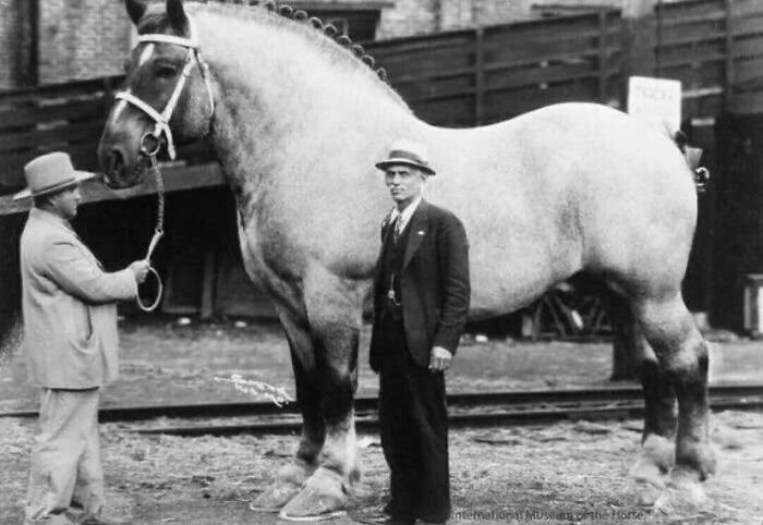This Horse Weighed a Whopping 3,360 Pounds - The Heaviest on Record