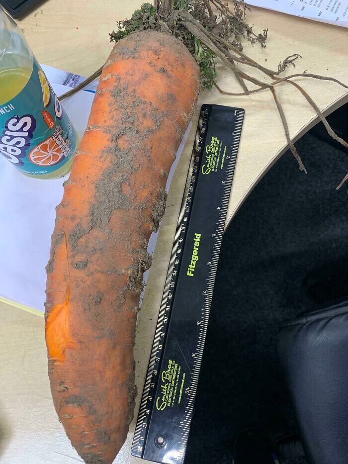 A Carrot Lover's Dream Come True