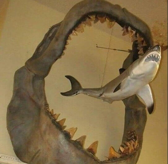If You Thought a Great White Shark Was Big