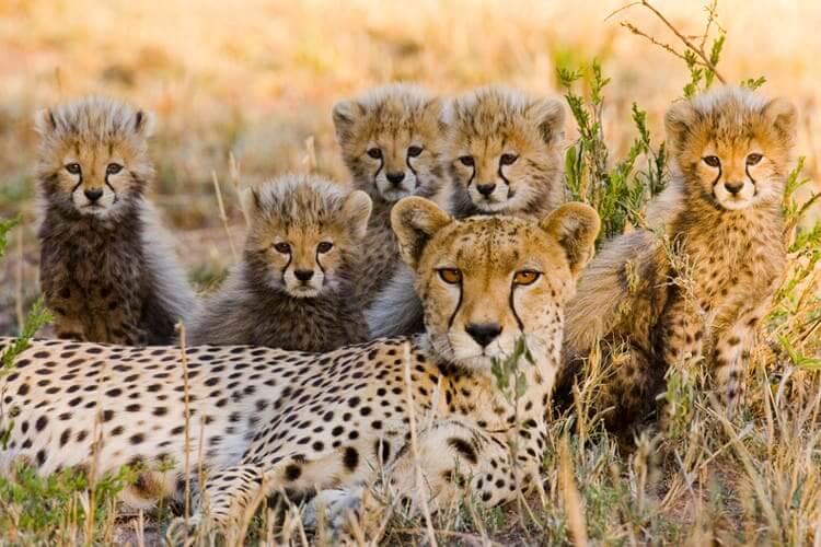 Cheetahs