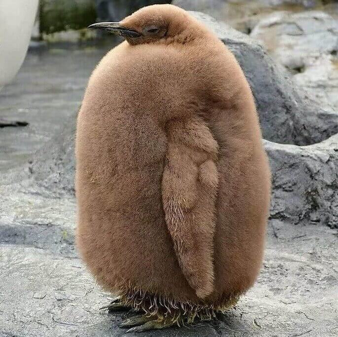 This Penguin Must Be a Body Builder