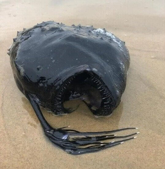 The Angler Fish Exposed
