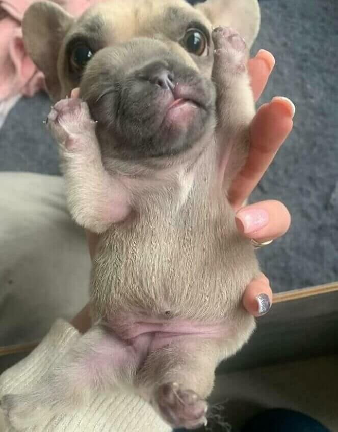 New Dog Breed Just Dropped