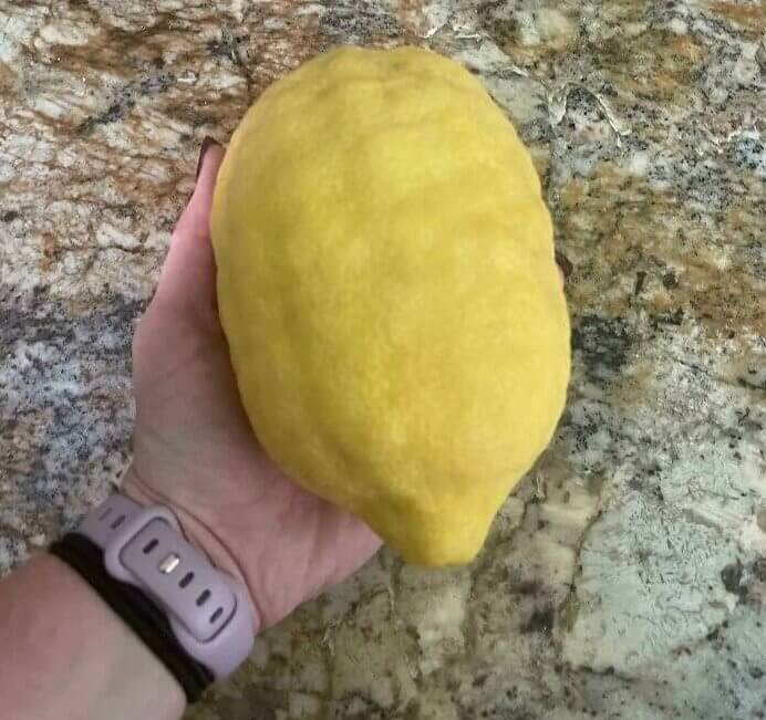 When Life Gives You a Giant Lemon, Make a Ton of Lemonade