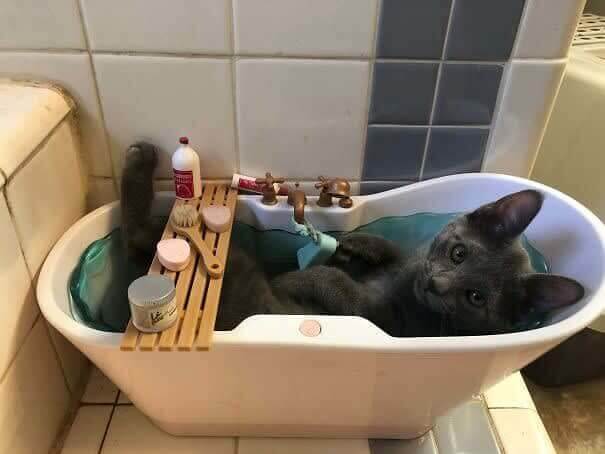 Some Cats Actually Enjoy a Bath