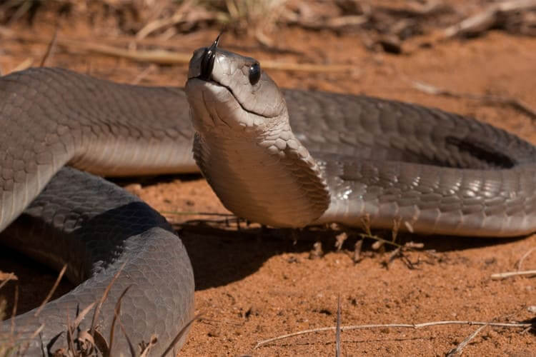 #5 Black Mamba