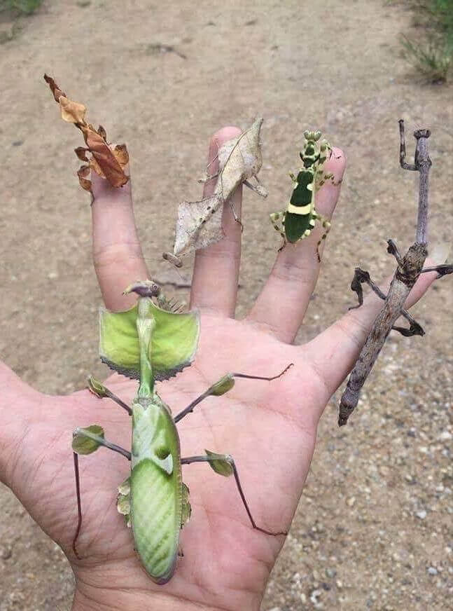 A Handful Of Different Mantises - Literally