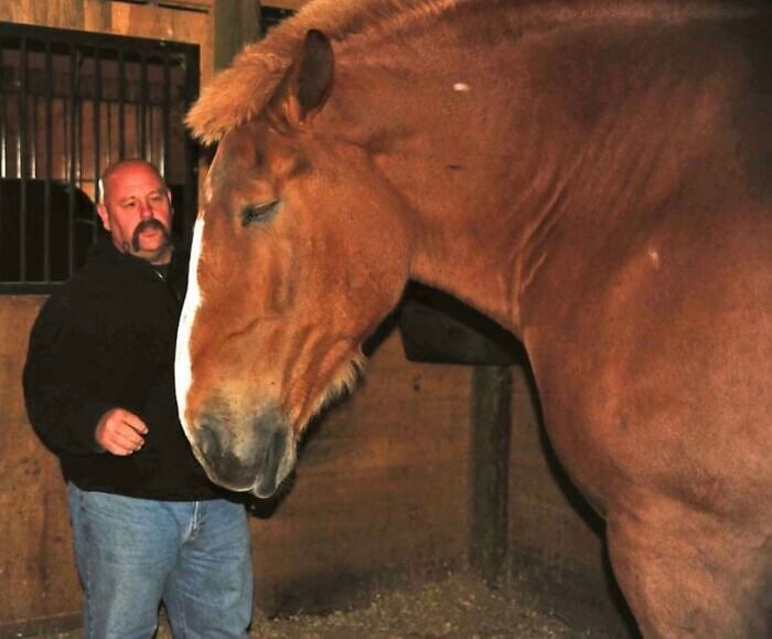 Zeus the Horse Lives up to His Name