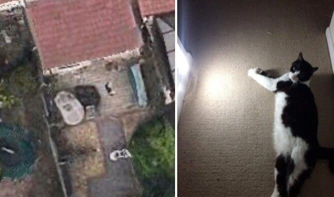 This Cat's so Big, It's Visible on Google Earth