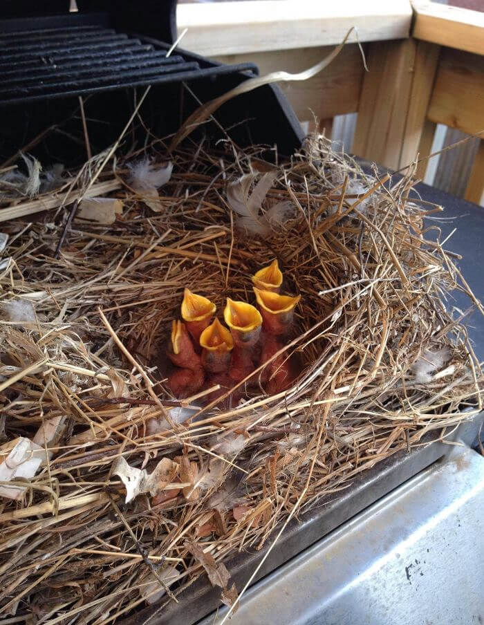Someone Found a Nest in Their Grill - Guess the Barbecue Is Cancelled