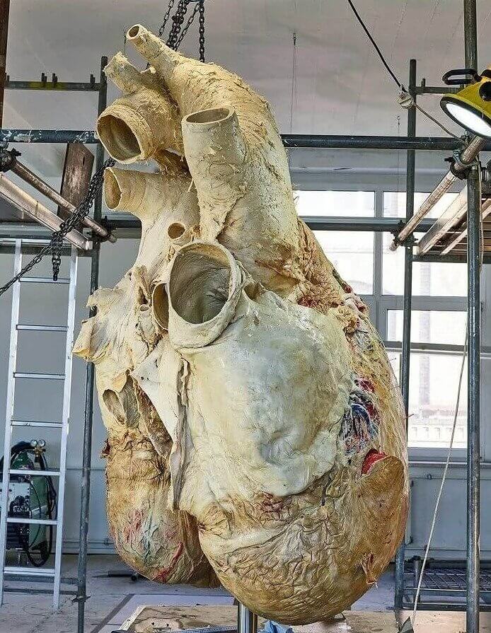 The 440-Pound Heart of an Average Blue Whale