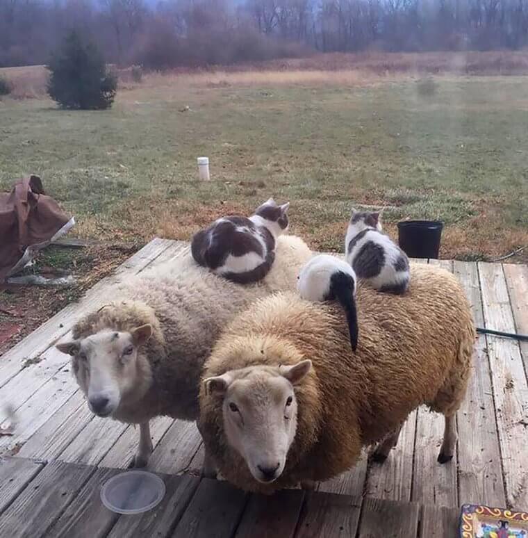 A Sheepskin Rug