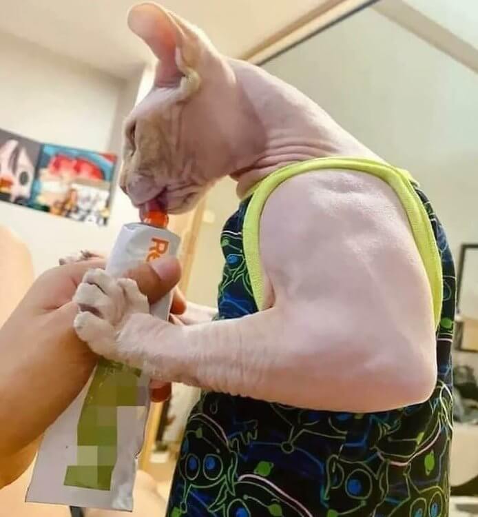 A Cat That Never Skips Arm Day
