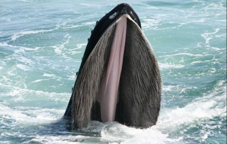 The Mouth of a Humpback Whale