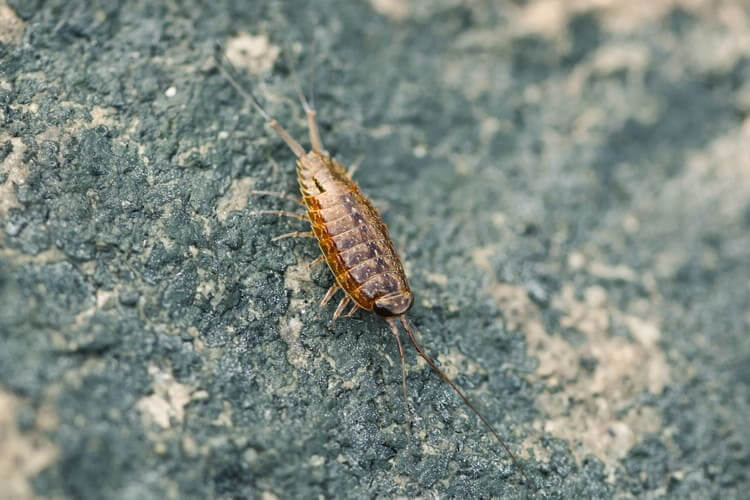 Sea Louse