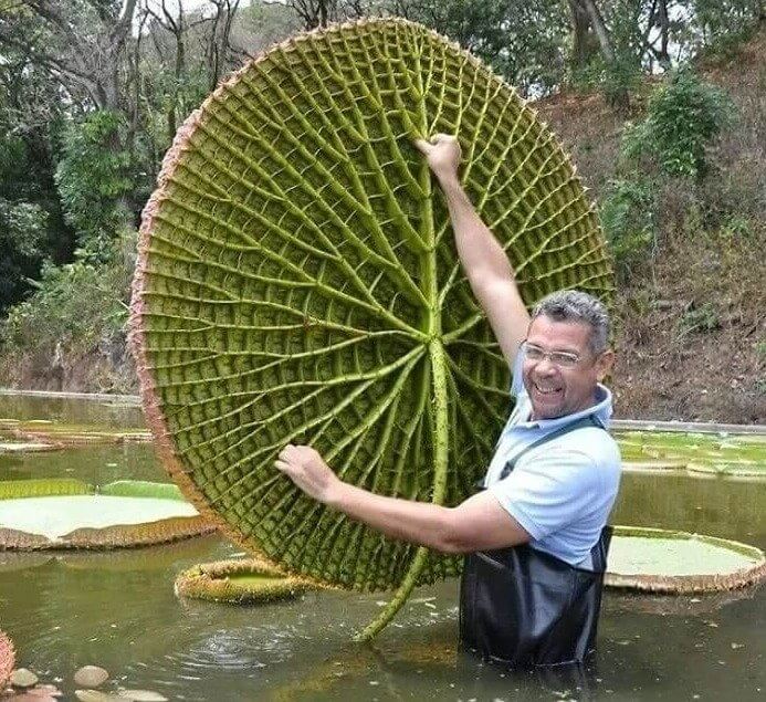 A Human Could Sit on This Water Lily and It'd Still Float