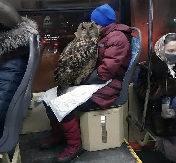 An Unexpected (and Large) Feathery Bus Rider