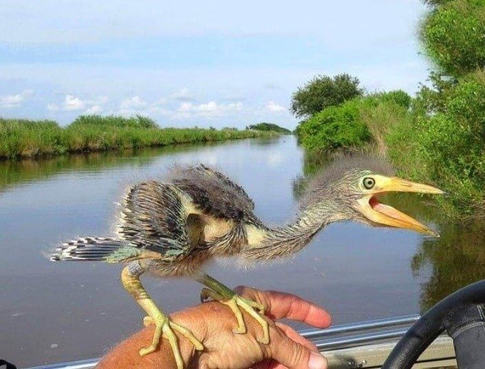 Is a Bird or a Dinosaur?